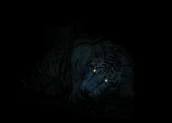 Tygrys, Świecące, Oczy