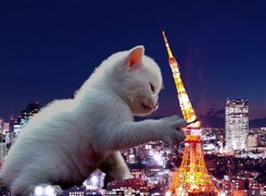 Kotek, Paryż, Nocą
