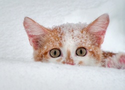 Kot, Zaspa, Śniegu