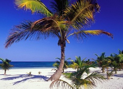 Plaża, Palmy, Morze