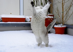 Stojący, Kot, Śnieg