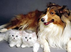 Białe, Kotki, Pies, Owczarek szkocki długowłosy
