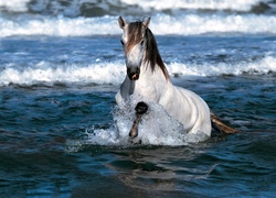 Biały, Koń, Morze