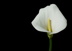 Kwiat, Białej, Kalii