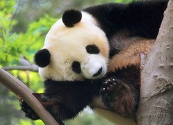 Panda, Łapy, Drzewo