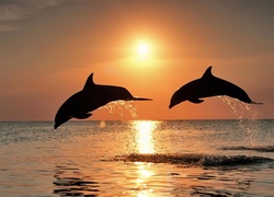 Dwa, Delfiny, Zachód, Słońca, Woda