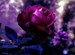 Piękna, Fioletowa, Róża
