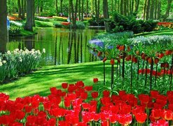 Park, Kwiaty, Holandia