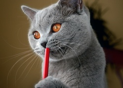 Kot, Brytyjski, Ołówek