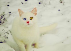 Kot, Różnokolorowe, Oczy