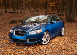 Niebieski, Jaguar XF