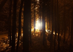 Las, Przebijające, Światło