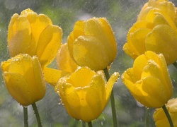 Żółte, Tulipany, Deszcz