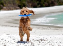Pies, Frisbee, Zabawa
