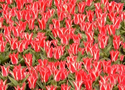 Plantacja, Czerwono, Białych, Ozdobnych, Tulipanów