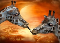 Dwie, Żyrafy, Pocałunek