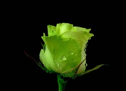 Zielona, Róża
