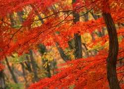 Jesień, Las, Czerwone, Drzewa