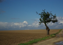 Samotne, Drzewo