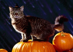 Kot, Dynia, Halloween