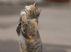 Modlący, Się, Kot