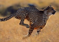 Bieg, Gepard