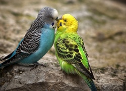 Papużki, Faliste, Pocałunek