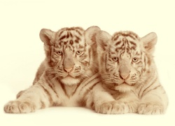 Dwa, Małe, Tygrysy