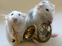 Dwa, Szczury, Instrumenty