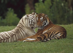 Dwa, Tygrysy, Miłość