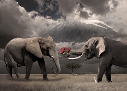 Dwa, Słonie, Róże