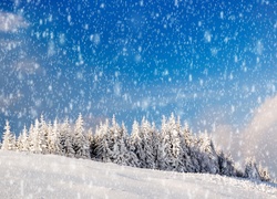 Zima, Padający, Śnieg, Las