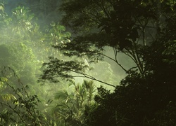 Drzewa, Las, Dżungla