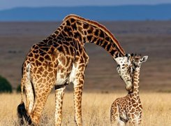 Mama, Żyrafa, Młode