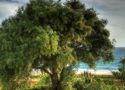 Drzewo, Plaża