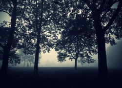 Drzewa, Mgła
