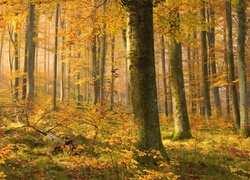 Las, Jesień, Drzewa