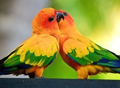 Dwie, Kolorowe, Papużki