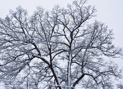 Zima, Drzewo