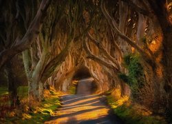 Droga, Aleja, Bukowa, Dark Hedges, Drzewa, Buki, Hrabstwo Antrim, Irlandia Północna