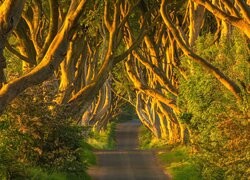 Droga, Aleja, Dark Hedges, Drzewa, Buki, Hrabstwo Antrim, Irlandia Północna