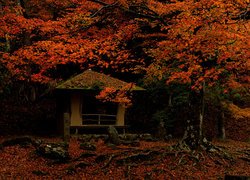 Jesień, Drzewa, Czerwonawe, Liście, Altana, Park w Nara, Miejscowość Nara, Japonia
