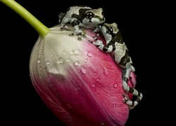 Amazońskie żaby mleczne na tulipanie