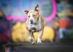 Pies, American Pit Bull terrier, Amerykański pitbulterier