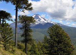 Araukarie chilijskie i wulkan Llaima w Chile