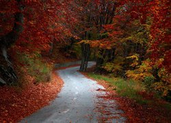Asfaltowa droga prowadząca przez las jesienią