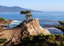 Skały, Drzewa, Cyprys wielkoszyszkowy, Atrakcja Lone Cypress, Pebble Beach, Zatoka Carley, Morze, Kalifornia, Stany Zjednoczone