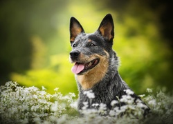 Pies, Australian cattle dog, Łąka, Kwiaty, Gwiazdnica