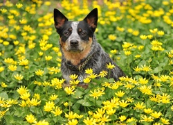Australijski pies pasterski na kwiatowej łące