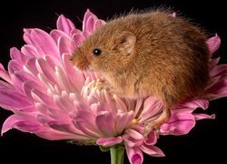 Mysz, Badylarka pospolita, Kwiat, Różowy